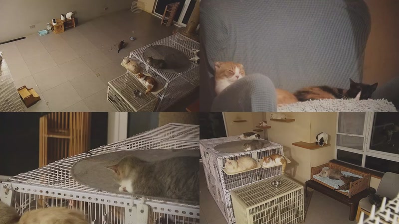 【2025-10-19 01点场】喵放送：喵放送☀️喵呜~