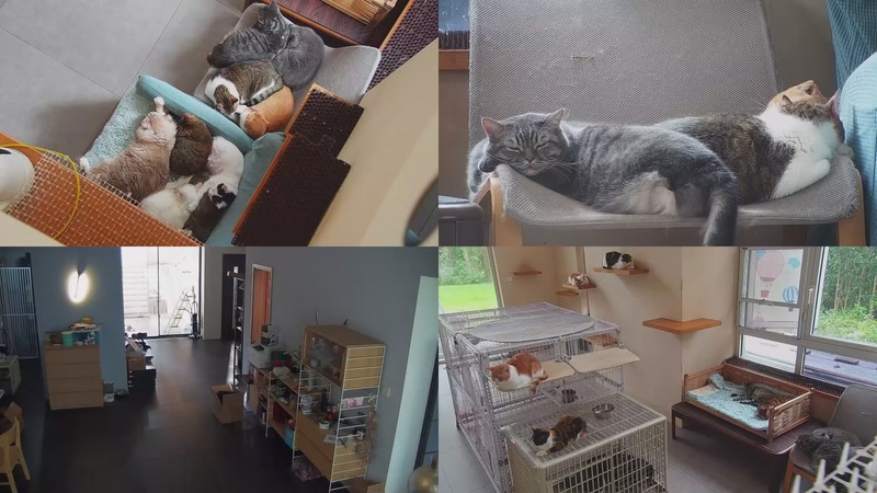 【2025-10-19 13点场】喵放送：喵放送☀️喵呜~