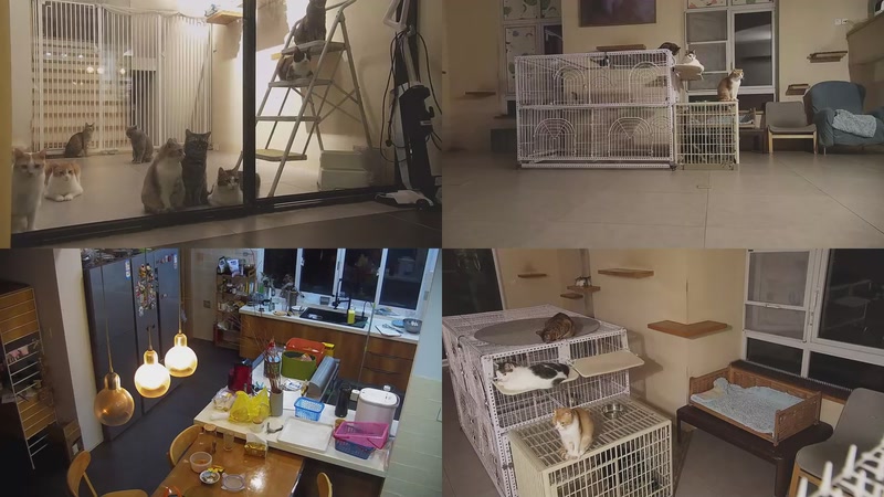 【2025-10-19 19点场】喵放送：喵放送☀️喵呜~