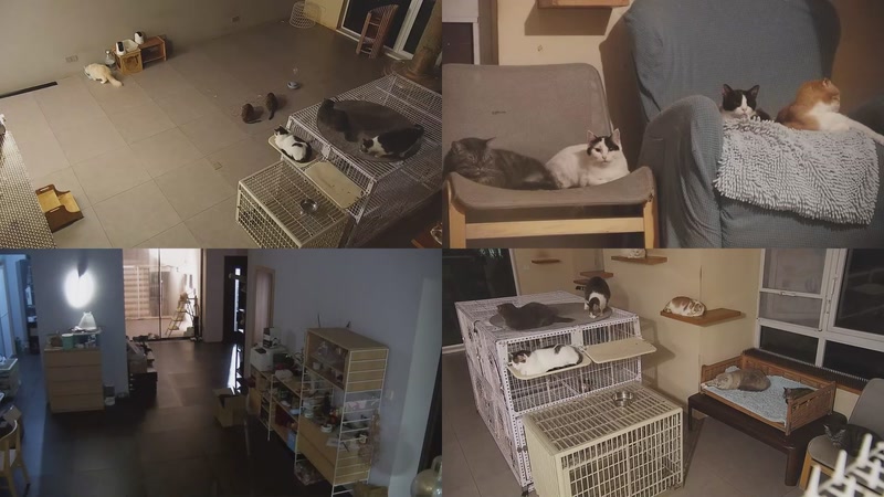 【2025-10-19 21点场】喵放送：喵放送☀️喵呜~