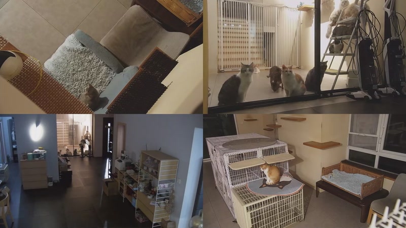 【2025-10-20 19点场】喵放送：喵放送☀️喵呜~