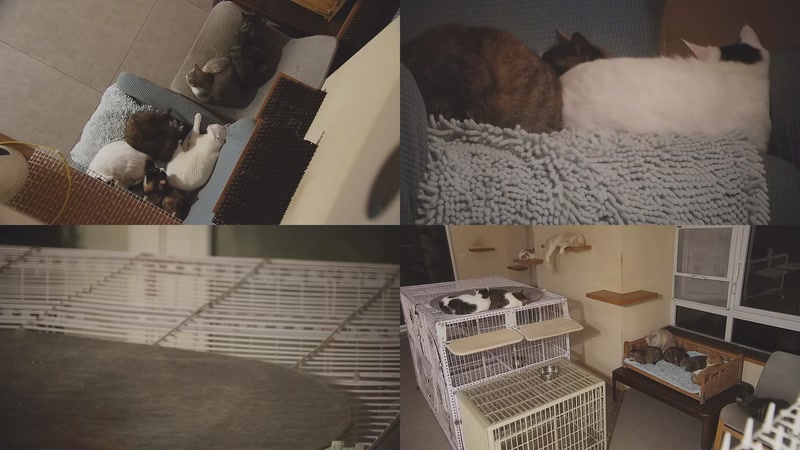 【2025-10-20 03点场】喵放送：喵放送☀️喵呜~