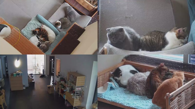 【2025-10-20 13点场】喵放送：喵放送☀️喵呜~