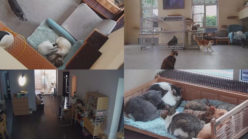 【2025-10-20 15点场】喵放送：喵放送☀️喵呜~