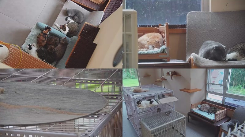 【2025-10-20 07点场】喵放送：喵放送☀️喵呜~