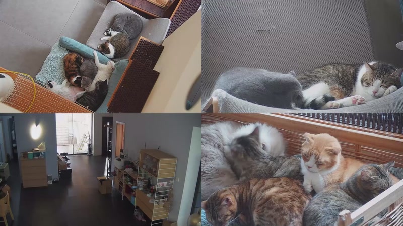 【2025-10-20 09点场】喵放送：喵放送☀️喵呜~