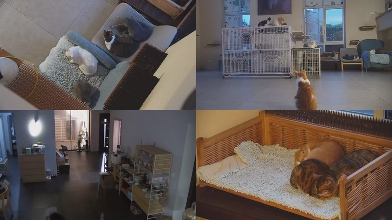 【2025-10-21 17点场】喵放送：喵放送☀️喵呜~