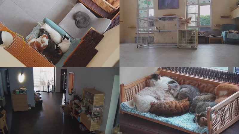 【2025-10-21 13点场】喵放送：喵放送☀️喵呜~