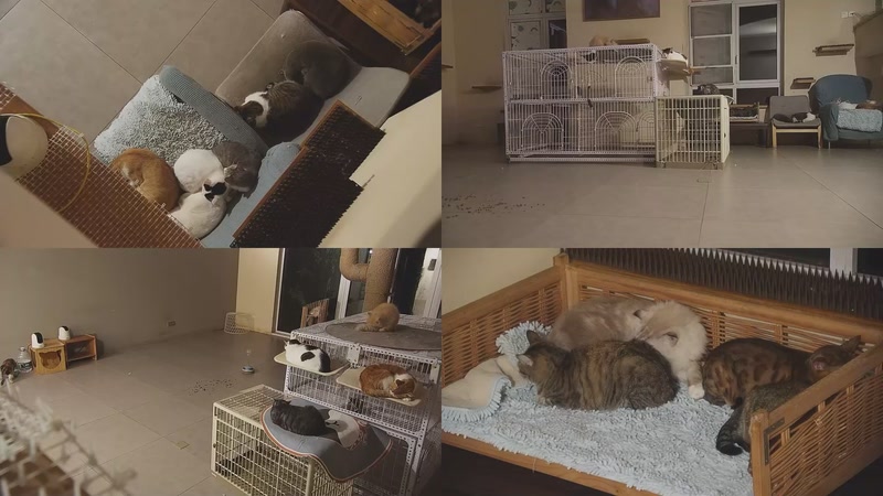 【2025-10-20 23点场】喵放送：喵放送☀️喵呜~