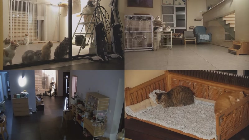 【2025-10-21 19点场】喵放送：喵放送☀️喵呜~