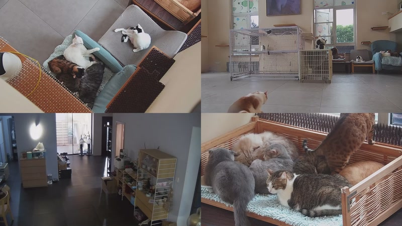 【2025-10-21 07点场】喵放送：喵放送☀️喵呜~