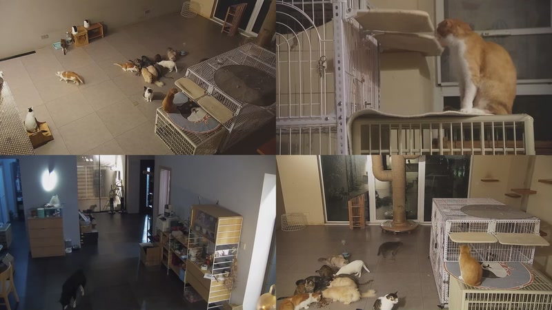 【2025-10-21 21点场】喵放送：喵放送☀️喵呜~