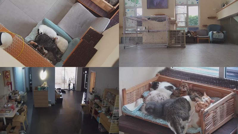 【2025-10-22 09点场】喵放送：喵放送☀️喵呜~