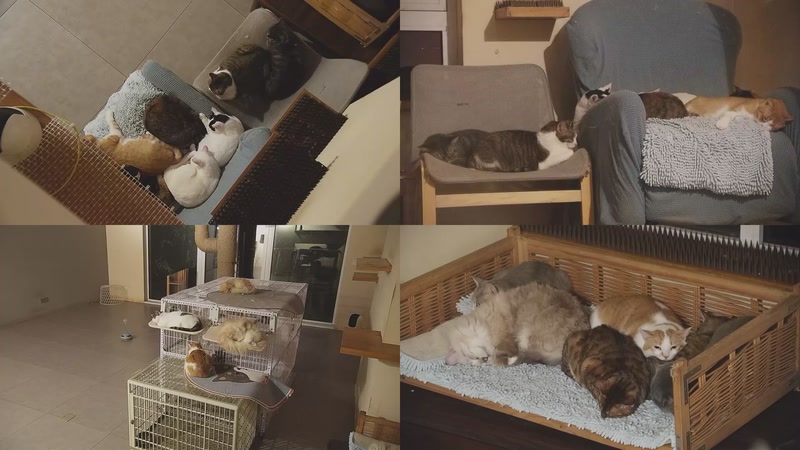 【2025-10-22 01点场】喵放送：喵放送☀️喵呜~