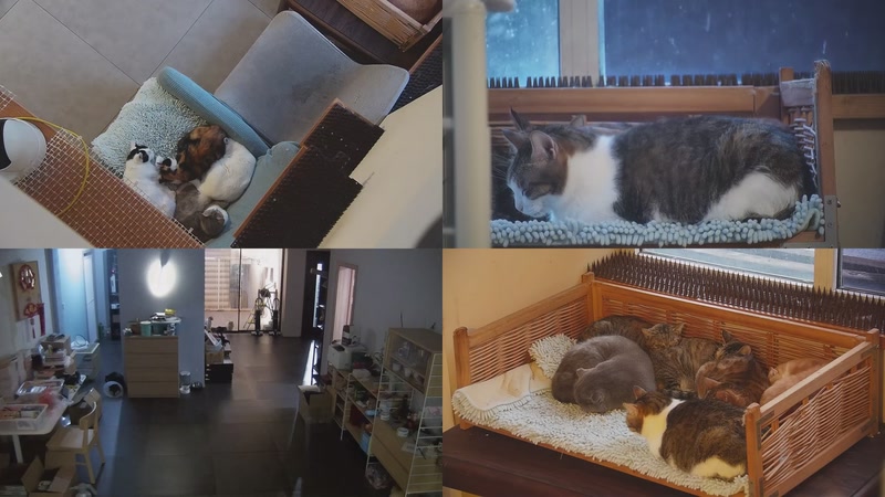 【2025-10-22 17点场】喵放送：喵放送☀️喵呜~