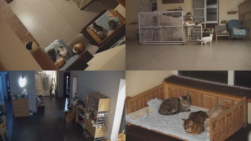 【2025-10-22 21点场】喵放送：喵放送☀️喵呜~