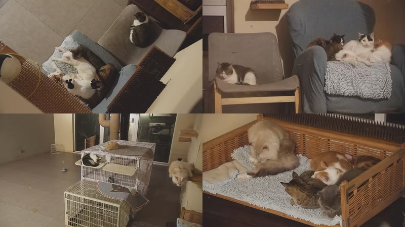 【2025-10-22 05点场】喵放送：喵放送☀️喵呜~