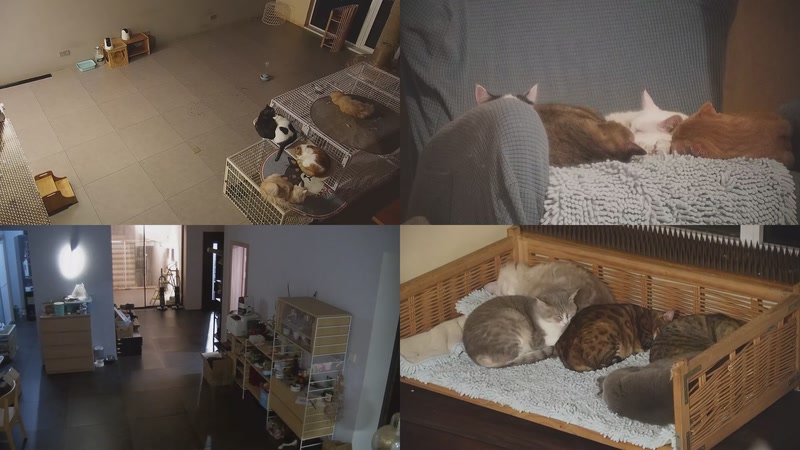 【2025-10-21 23点场】喵放送：喵放送☀️喵呜~