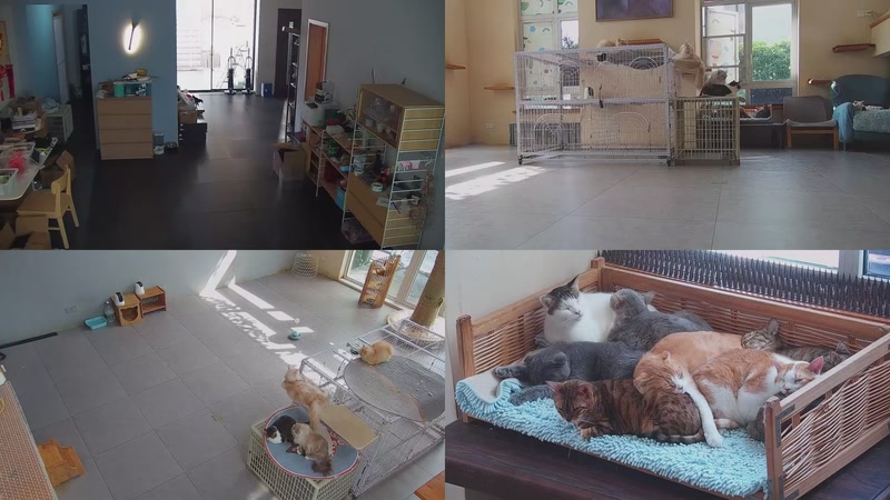 【2025-10-23 11点场】喵放送：喵放送☀️喵呜~