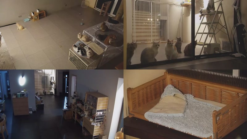 【2025-10-23 19点场】喵放送：喵放送☀️喵呜~