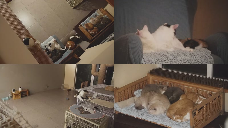 【2025-10-23 03点场】喵放送：喵放送☀️喵呜~