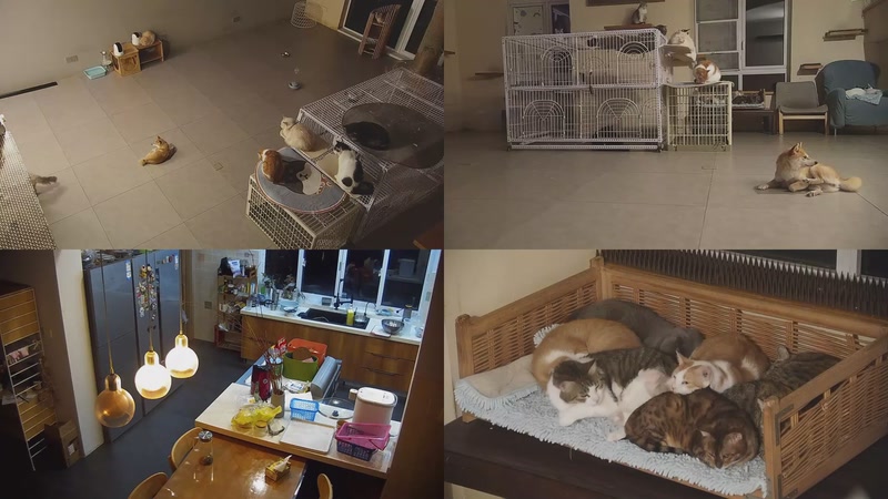 【2025-10-23 17点场】喵放送：喵放送☀️喵呜~