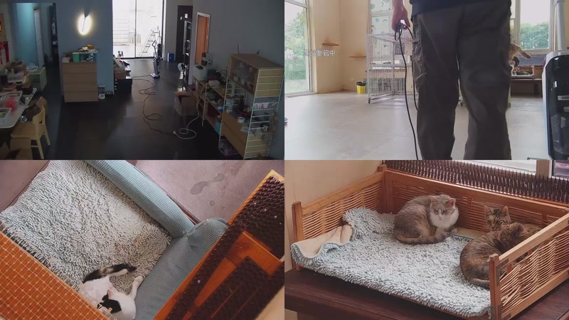 【2025-10-23 13点场】喵放送：喵放送☀️喵呜~