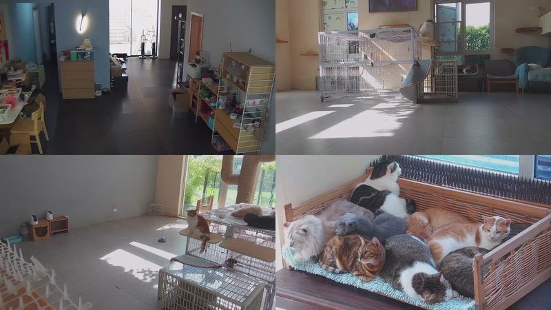 【2025-10-23 09点场】喵放送：喵放送☀️喵呜~