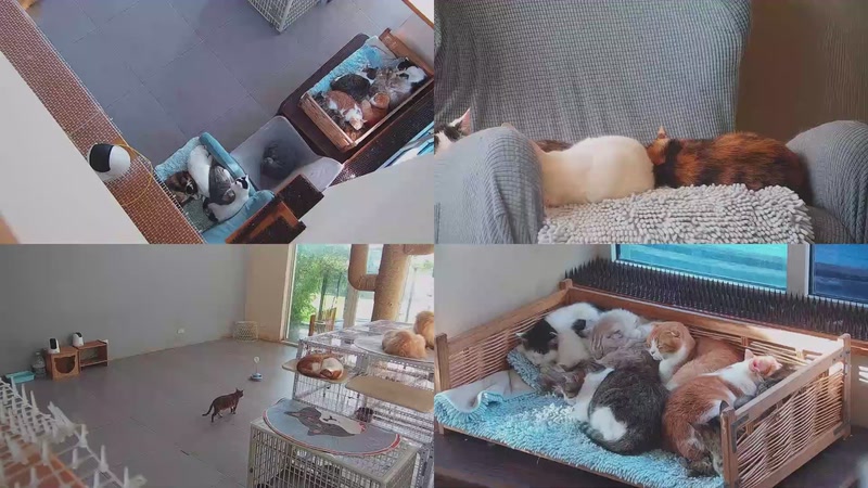 【2025-10-23 07点场】喵放送：喵放送☀️喵呜~