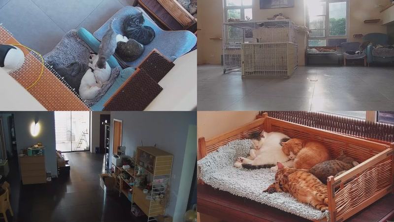 【2025-10-24 15点场】喵放送：喵放送☀️喵呜~