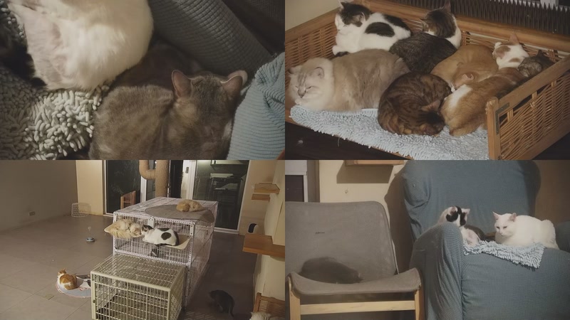 【2025-10-24 03点场】喵放送：喵放送☀️喵呜~