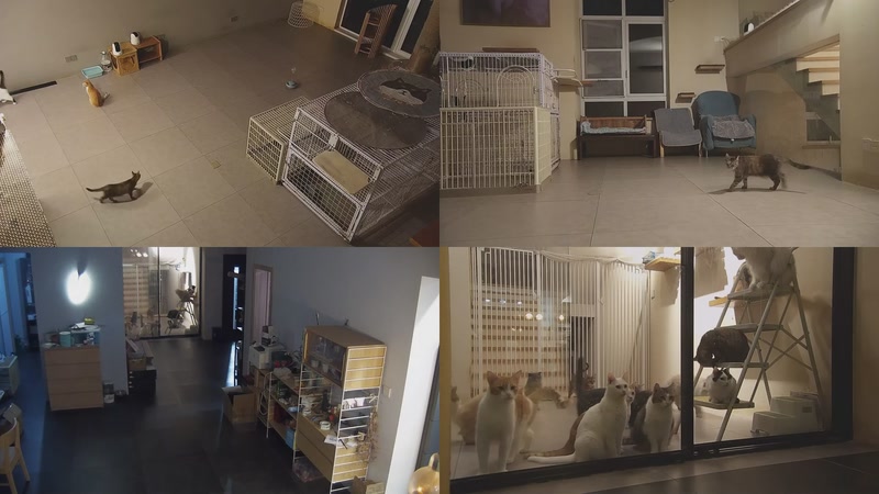 【2025-10-24 19点场】喵放送：喵放送☀️喵呜~