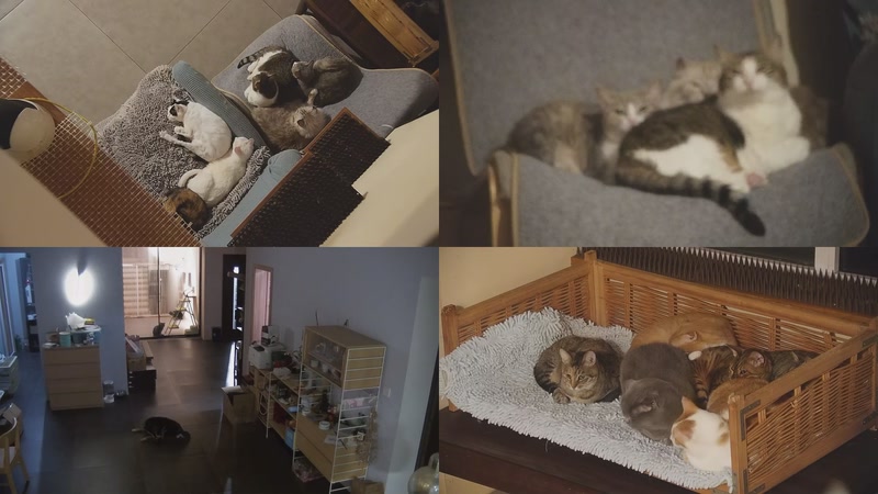 【2025-10-24 17点场】喵放送：喵放送☀️喵呜~