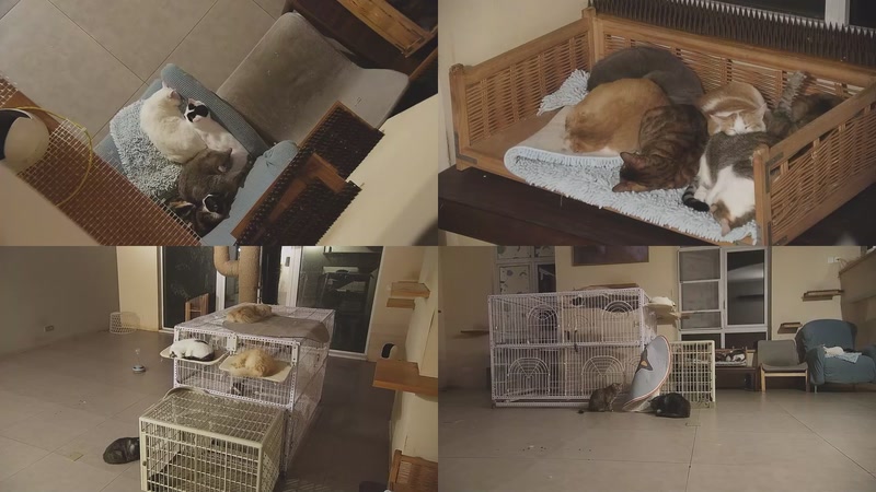 【2025-10-23 23点场】喵放送：喵放送☀️喵呜~