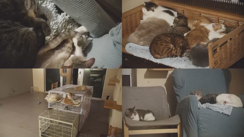 【2025-10-24 01点场】喵放送：喵放送☀️喵呜~