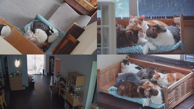 【2025-10-24 11点场】喵放送：喵放送☀️喵呜~