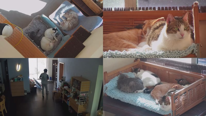 【2025-10-24 13点场】喵放送：喵放送☀️喵呜~