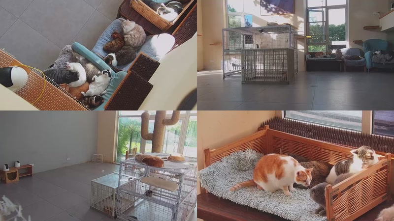 【2025-10-25 07点场】喵放送：喵放送☀️喵呜~