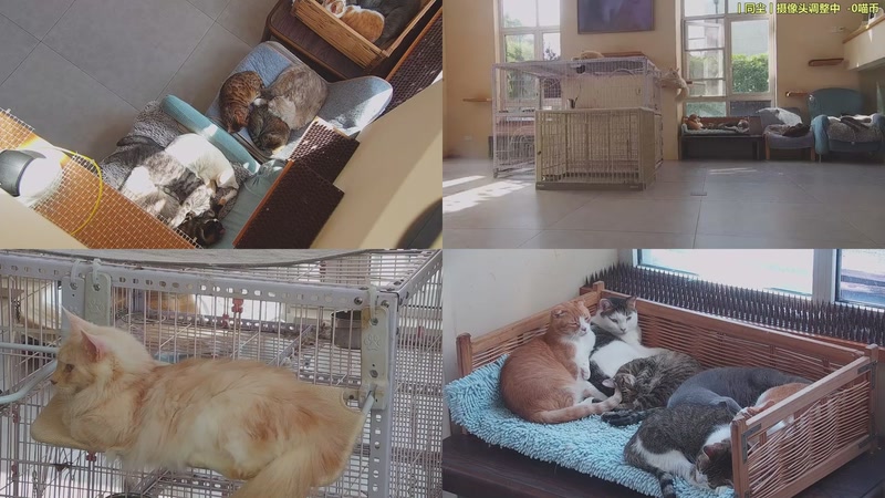 【2025-10-25 11点场】喵放送：喵放送☀️喵呜~