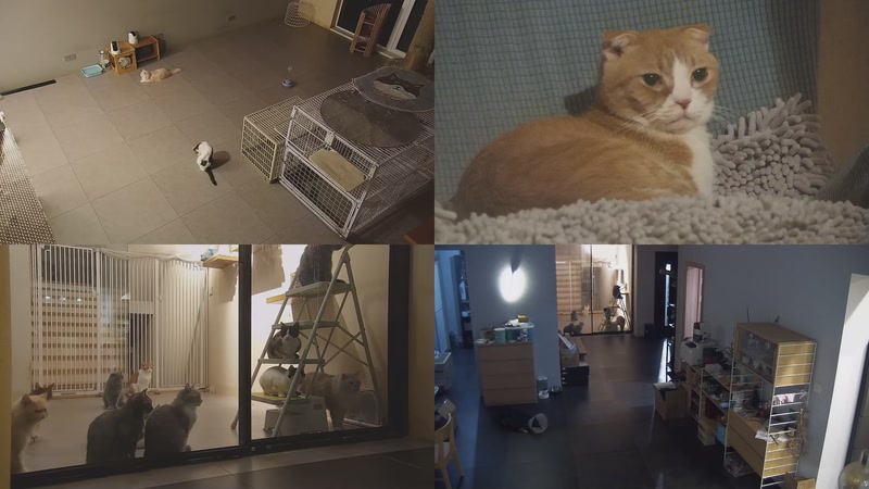 【2025-10-25 19点场】喵放送：喵放送☀️喵呜~