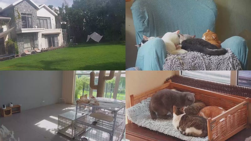 【2025-10-25 09点场】喵放送：喵放送☀️喵呜~