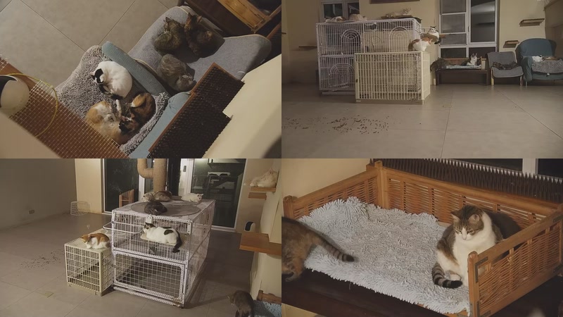 【2025-10-24 21点场】喵放送：喵放送☀️喵呜~