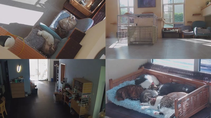 【2025-10-25 13点场】喵放送：喵放送☀️喵呜~