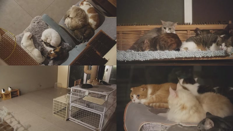 【2025-10-25 23点场】喵放送：喵放送☀️喵呜~