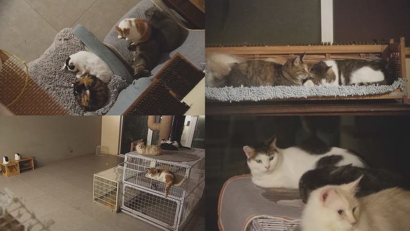 【2025-10-26 01点场】喵放送：喵放送☀️喵呜~