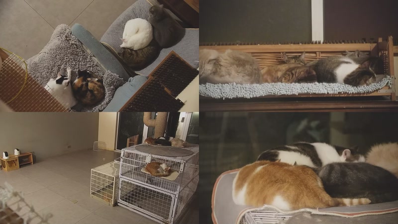 【2025-10-26 03点场】喵放送：喵放送☀️喵呜~