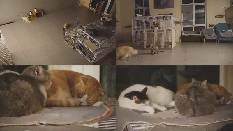 【2025-10-25 21点场】喵放送：喵放送☀️喵呜~