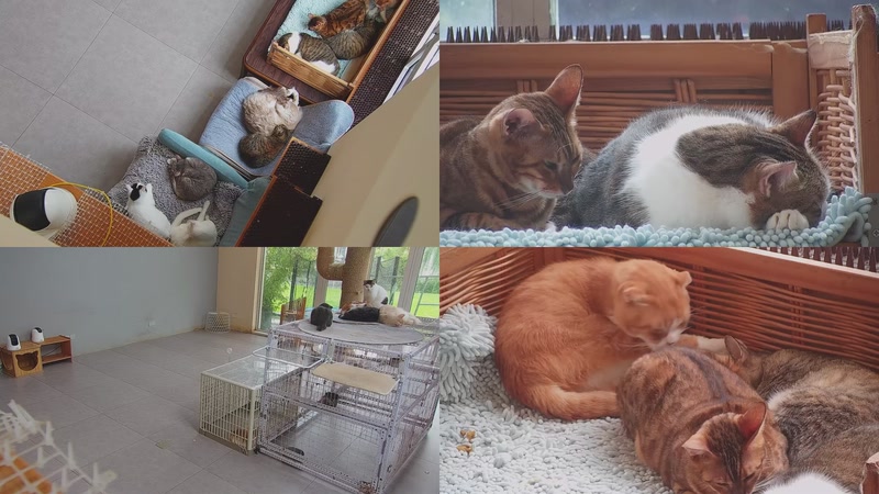 【2025-10-26 07点场】喵放送：喵放送☀️喵呜~