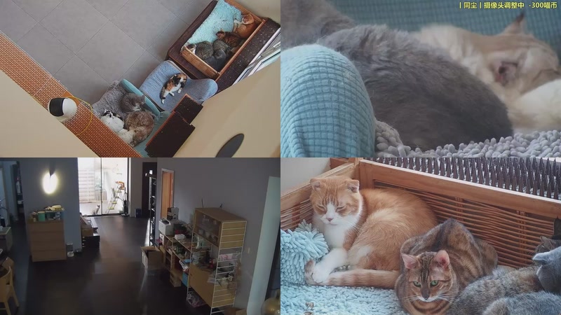 【2025-10-26 15点场】喵放送：喵放送☀️喵呜~