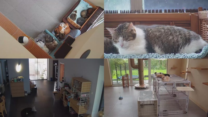 【2025-10-26 13点场】喵放送：喵放送☀️喵呜~